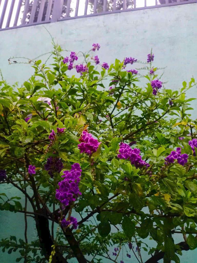 Cây chuỗi ngọc Tím. Mua bán Cây cảnh, đồ trang trí tại Thành phố Thuận An Bình Dương được đăng bởi Lanh Nguyễn  hình 1