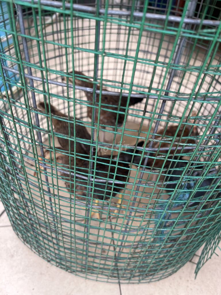 Gà tre mái Bông Cuban 1kg3 - 1kg4. Mua bán Gà tại Quận 5 Tp Hồ Chí Minh được đăng bởi Tri hình 1