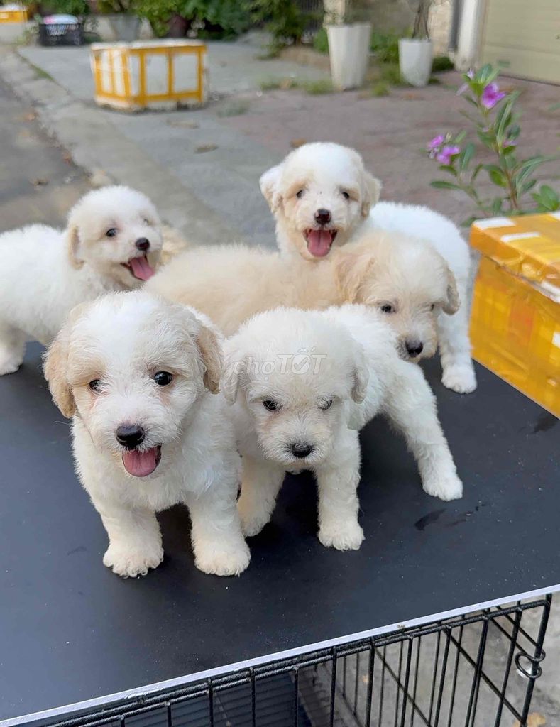 Chó Poodle Trắng kem đã tiêm phòng. Mua bán Chó tại Quận Liên Chiểu Đà Nẵng được đăng bởi Pet House hình 1