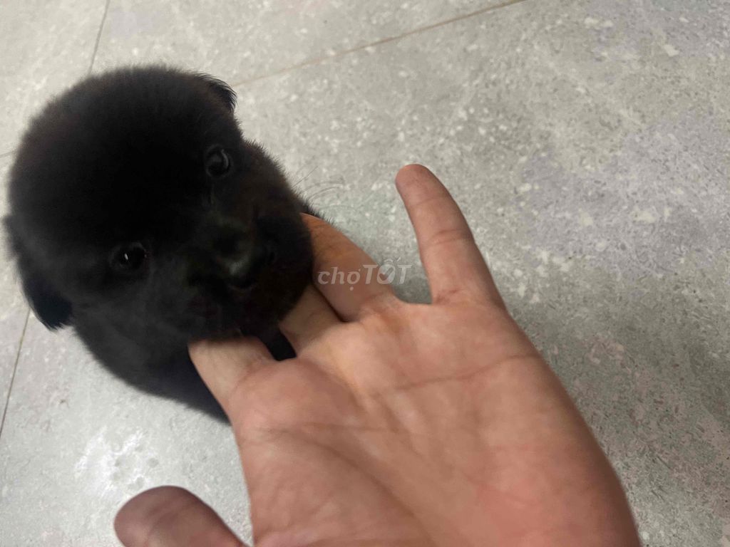 Chó cỏ nhỏ cái 1 tháng tuổi. Mua bán Chó tại Quận Bình Tân Tp Hồ Chí Minh được đăng bởi Rainbow hình 1