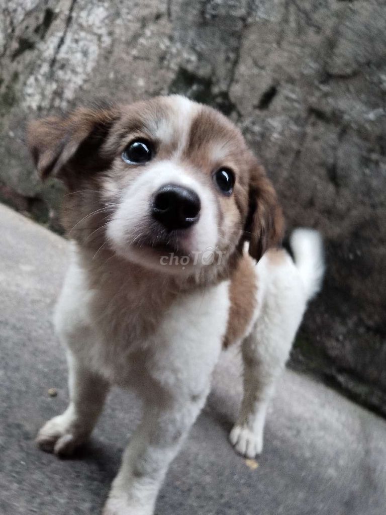 Chó con Kokoni lai Nâu trắng. Mua bán Chó tại Thành phố Thủ Đức Tp Hồ Chí Minh được đăng bởi Hùng Nguyễn  hình 1