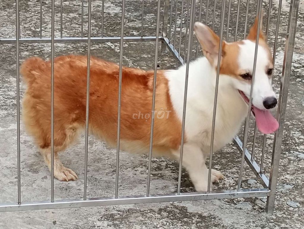 Chó Corgi Cái Trắng Nâu Khỏe Mạnh. Mua bán Chó tại Thành phố Long Xuyên An Giang được đăng bởi Nhân Rottweiler  hình 1