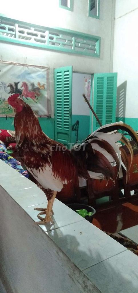 Râu 2,8 kg tơ zin trạng bự kg mau chơi. Mua bán Gà tại Huyện Phong Điền Cần Thơ được đăng bởi Ký cần Thơ  hình 1