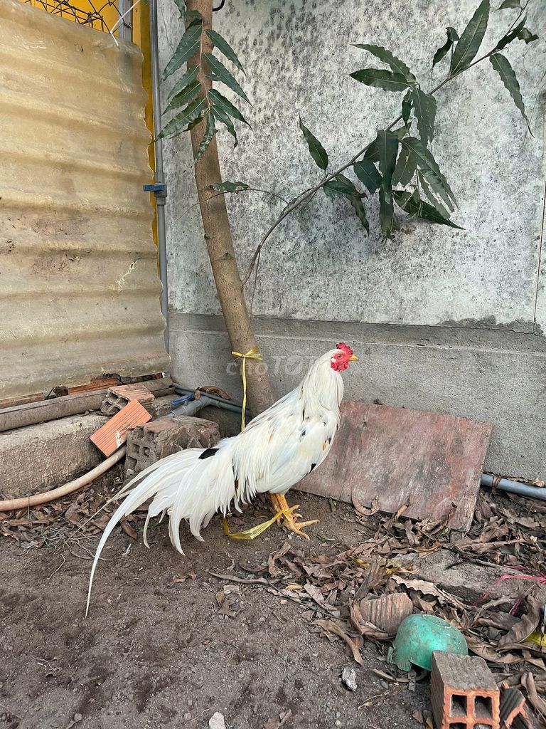 Bướm chân vàng 2kg2 còn lên , tay ngon. Mua bán Gà tại Quận 12 Tp Hồ Chí Minh được đăng bởi Tên chưa cung cấp hình 2
