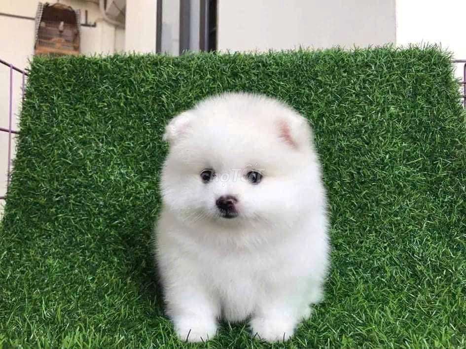 Chó Phốc Sóc trắng trên 2 tháng đã tiêm. Mua bán Chó tại Quận Hoàng Mai Hà Nội được đăng bởi Lucky pet hình 1