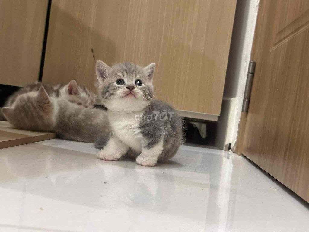 sale be Mèo munchkin chân ngắn sọc dưa thuần chủng. Mua bán Mèo tại Quận 1 Tp Hồ Chí Minh được đăng bởi Như Ý hình 3