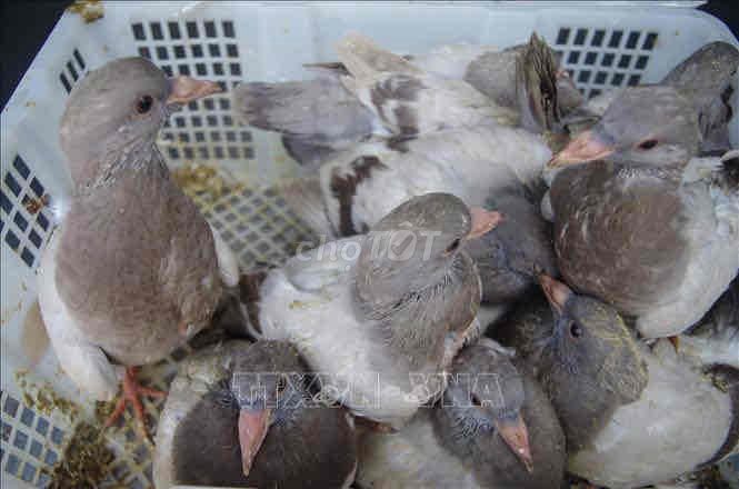 Bồ câu Xám trắng To Khoẻ mạnh. Mua bán Chim tại Quận 1 Tp Hồ Chí Minh được đăng bởi Khang Bách hình 1