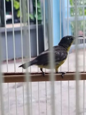 5 màu cám hạt. Mua bán Chim tại Thị xã Bến Cát Bình Dương được đăng bởi Hang Thanh Ly