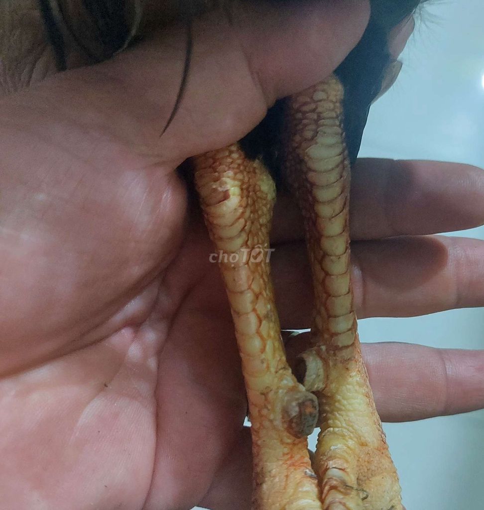 Nọc tre 1kg4 tay mot cục. Ko tat lỗi. 😊