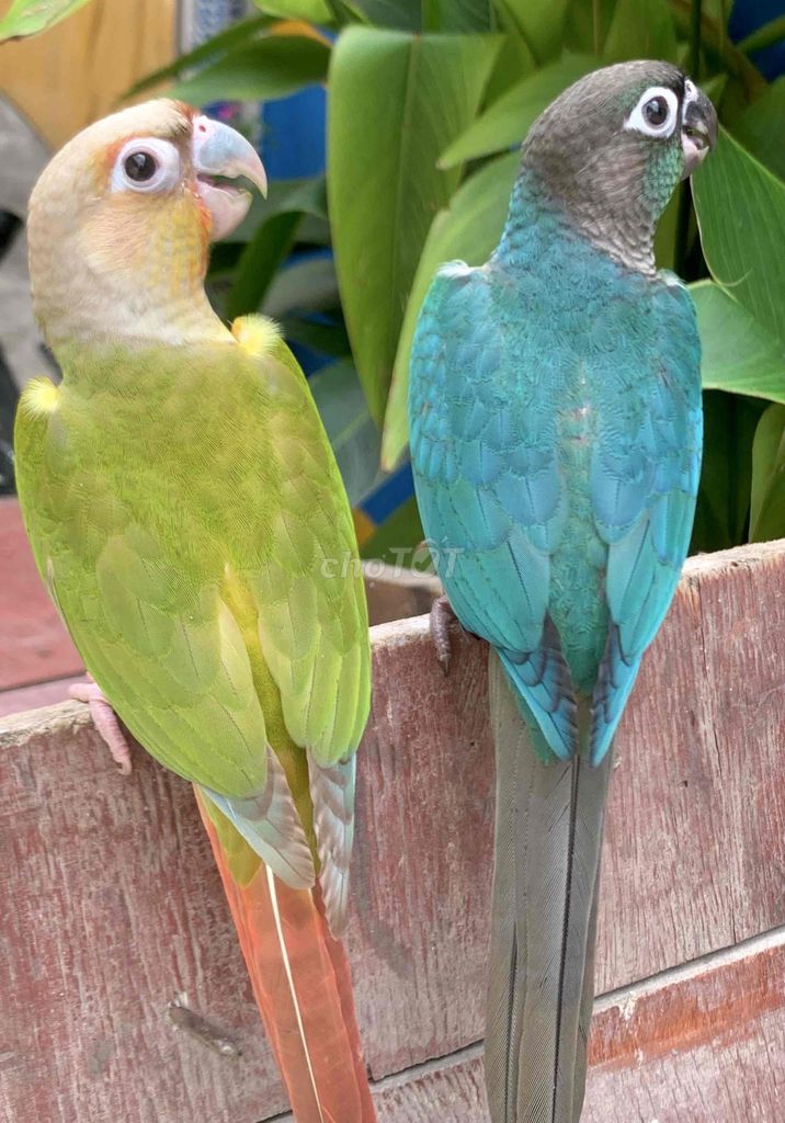 Vẹt Xanh Blue , Xanh lá Greencheck. Mua bán Chim tại Quận Gò Vấp Tp Hồ Chí Minh được đăng bởi Pets nuôi Làm Cảnh hình 1