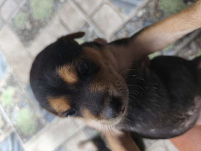 Doberman lai phú quốc. Mua bán Chó tại Thành phố Thủ Đức Tp Hồ Chí Minh được đăng bởi Thang Nguyen