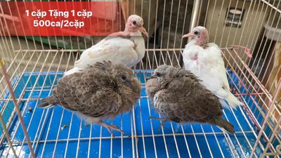 cu thái 1 cặp tặng 1 cặp(2cặp 500k). Mua bán Chim tại Quận 10 Tp Hồ Chí Minh được đăng bởi Cu Gáy Thái 