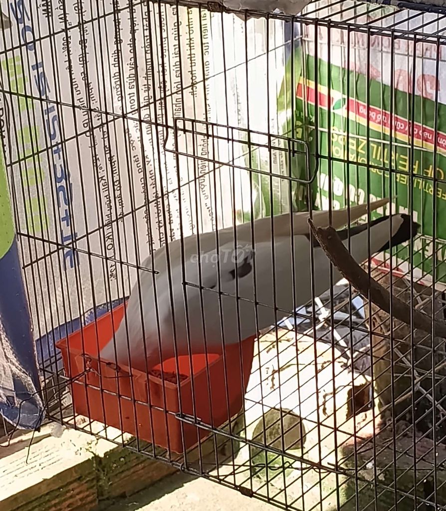 Chim bồ câu Trắng khỏe mạnh. Mua bán Chim tại Huyện Châu Thành Bến Tre được đăng bởi Huy hình 1