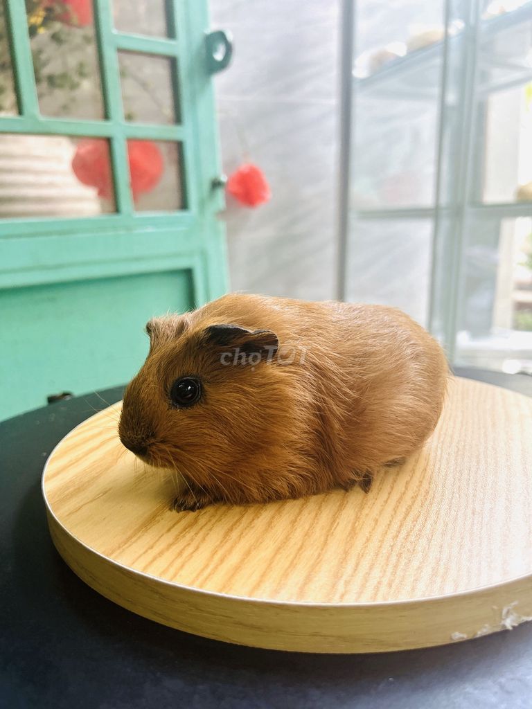 Bọ ú Cali 2 tháng tuổi màu Nâu. Mua bán Thú cưng khác tại Quận Bình Thạnh Tp Hồ Chí Minh được đăng bởi Võ đình huy hình 1