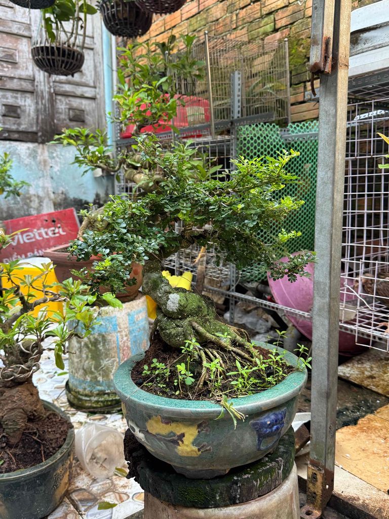 Cần thăng Mini thân tán fum cây cây thon mướt. Mua bán Cây cảnh, đồ trang trí tại Huyện Củ Chi Tp Hồ Chí Minh được đăng bởi nguyễn quốc Thắng hình 1