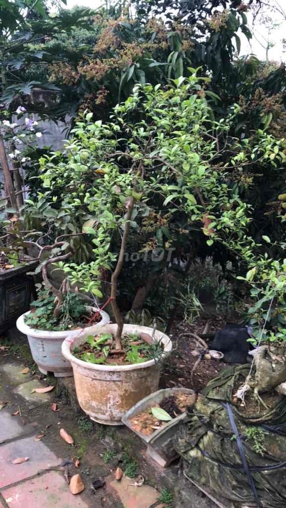 Cây chanh ta đã ra hoa và quả. Mua bán Cây cảnh, đồ trang trí tại Huyện Sông Lô Vĩnh Phúc được đăng bởi Lê Quang Tĩnh hình 1