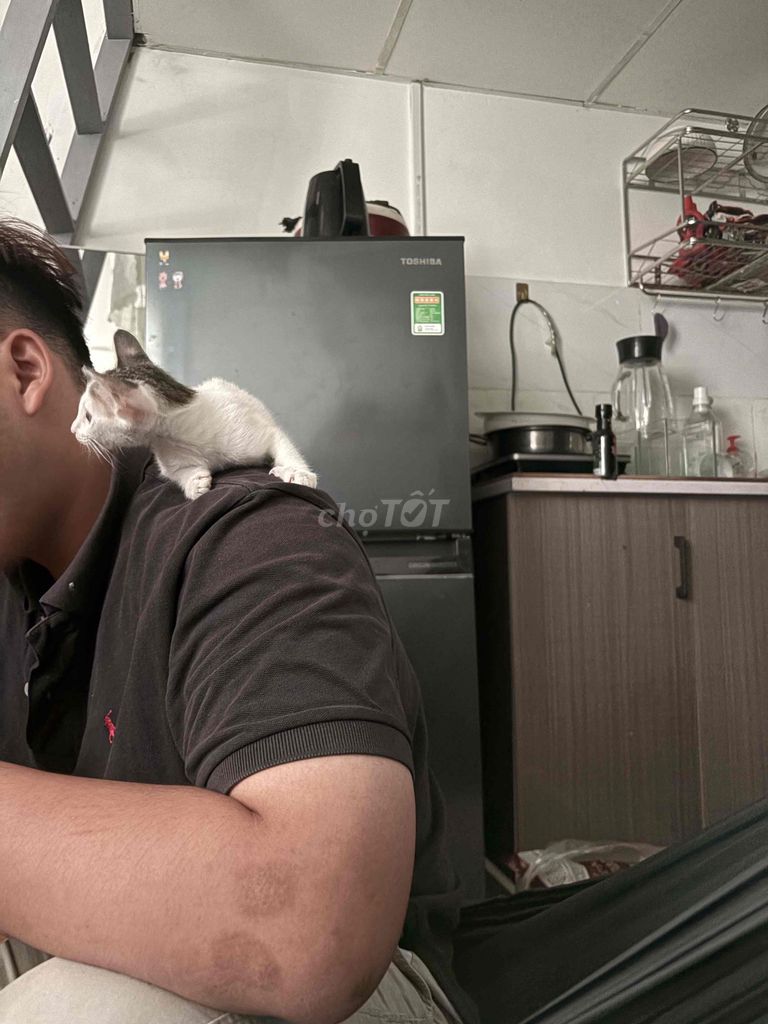 tặng. Mua bán Mèo tại Quận 12 Tp Hồ Chí Minh được đăng bởi Thiên Ân hình 1