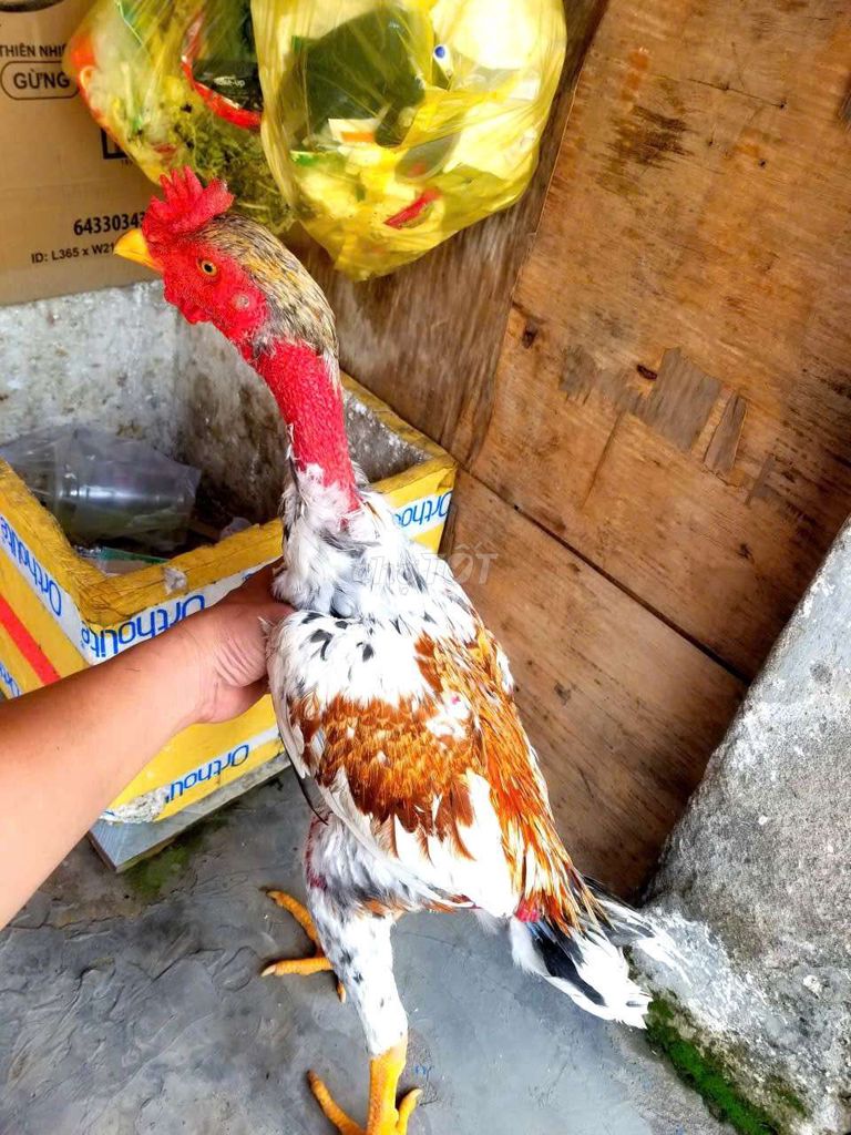 đòn cú bướm cực xinh: mào lá. Mua bán Gà tại Quận 12 Tp Hồ Chí Minh được đăng bởi minh hình 1