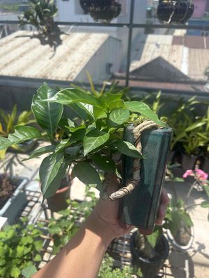 bonsai mini lài tây. Mua bán Cây cảnh, đồ trang trí tại Quận Cẩm Lệ Đà Nẵng được đăng bởi nguyễn trường thông