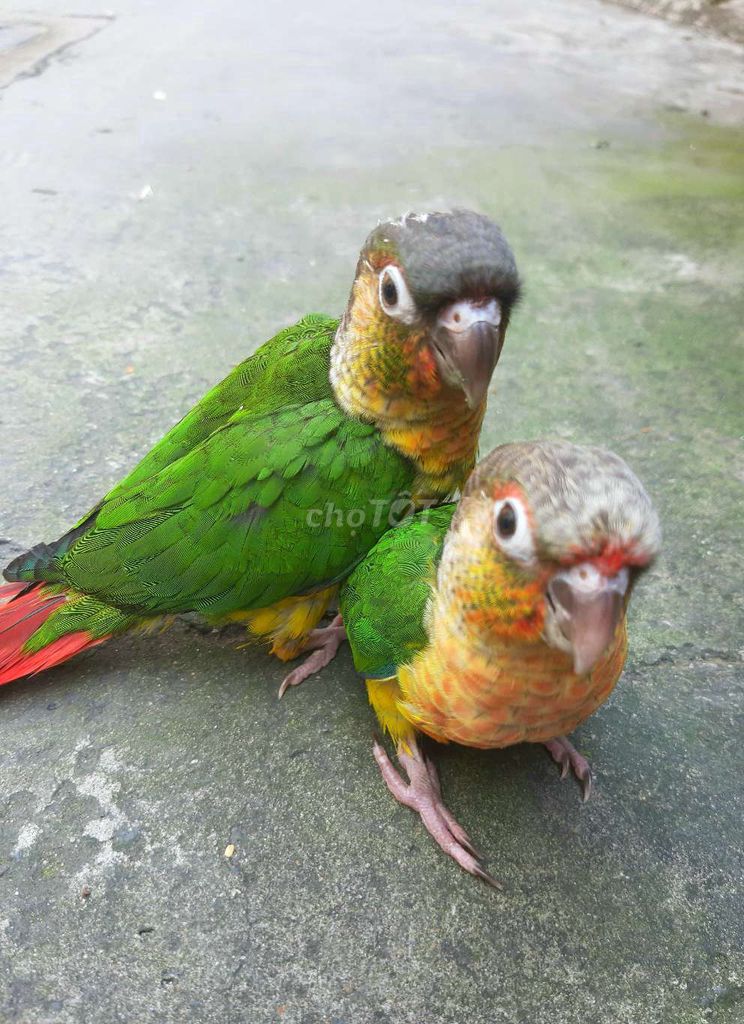 Vẹt Non Greencheck đủ màu. Mua bán Chim tại Quận Gò Vấp Tp Hồ Chí Minh được đăng bởi Bao Bao hình 1