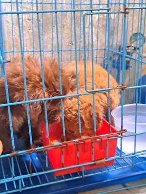 Chó Poodle 2 tháng tuổi Đực và Cái