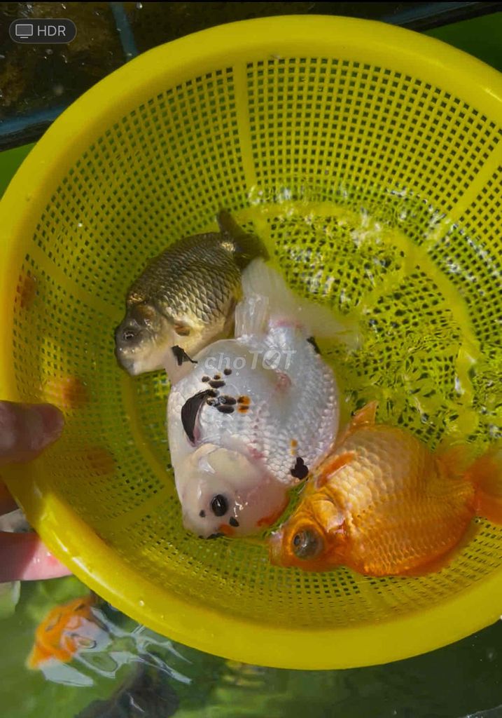 3 bé cá oranda,ranchu,ruykin