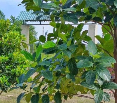 Đất 1000 m² · Đường Vườn Thơm