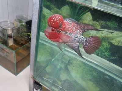 Cá La Hán Đỏ trắng