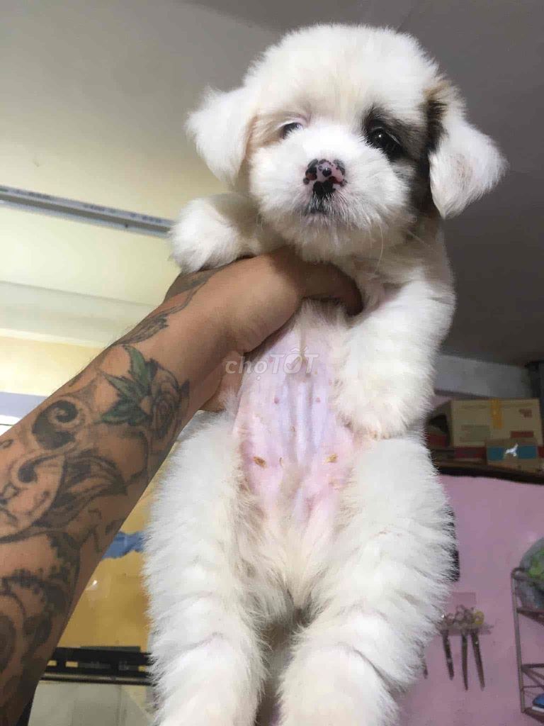 Chó Bắc Kinh lai Nhật. Mua bán Chó tại Huyện Bình Chánh Tp Hồ Chí Minh được đăng bởi Hello hình 1