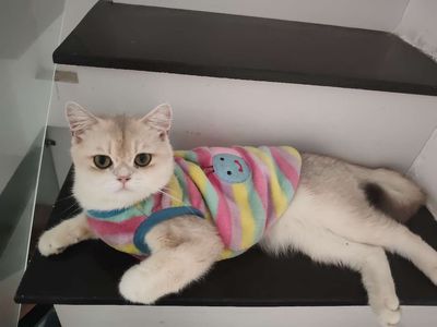 Mèo Anh lông ngắn Vàng kem Golden ny12 đực 1 tuổi