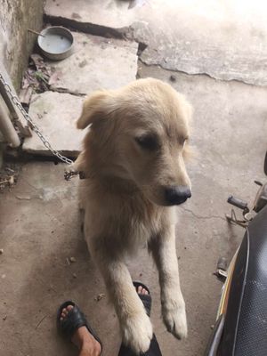 Chó Golden cái 7 tháng tuổi