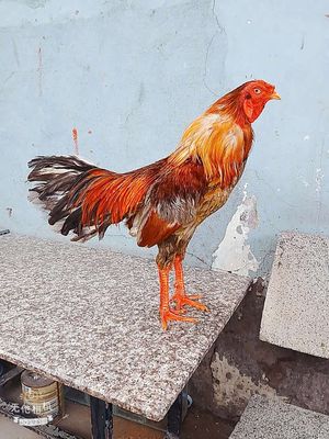 Xám Asil Mỹ 3kg , thành tích 4x , cản mái. Mua bán Gà tại Quận 8 Tp Hồ Chí Minh được đăng bởi chuyên cung cấp gà tre F1