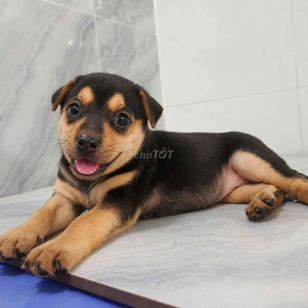 Rottweiler F  thông minh,trung thành coi nhà giỏi. Mua bán Chó tại Quận 6 Tp Hồ Chí Minh được đăng bởi Tăng Chí Lương  hình 1