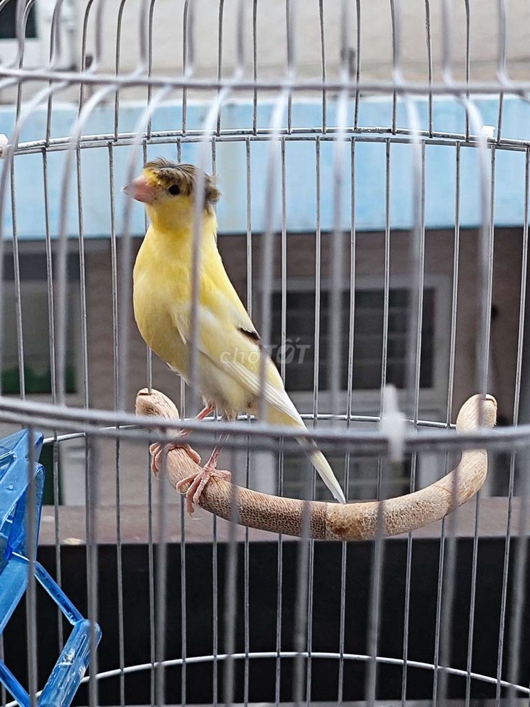 Chim Yến hót mái bông cúc. Mua bán Chim tại Quận 12 Tp Hồ Chí Minh được đăng bởi Hoàng Ngọc Long hình 1