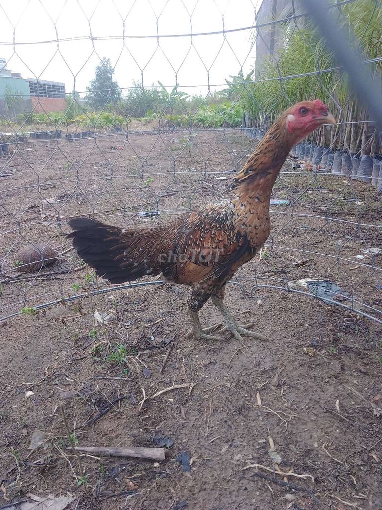 Gà mái Nâu đen 2.1kg. Mua bán Gà tại Huyện Trảng Bom Đồng Nai được đăng bởi nhiếp phong hình 1