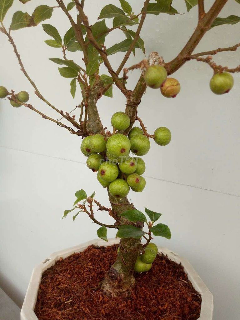 Sung bonsai để bàn đầy trái năm mới sung túc