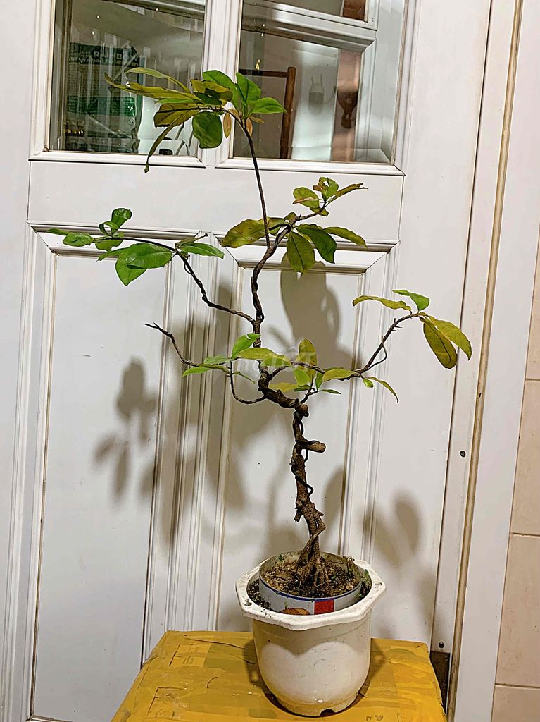 Mai vàng bonsai bình định