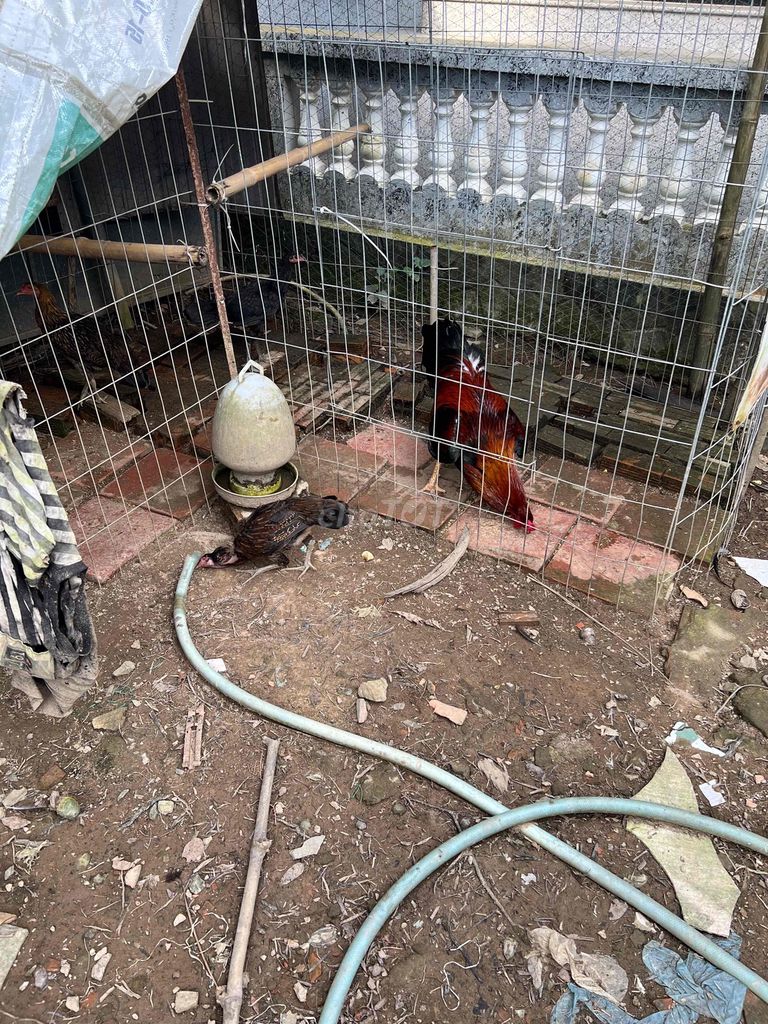 gà thanh lý. Mua bán Gà tại Huyện Bình Tân Vĩnh Long được đăng bởi Huy Nguyen hình 3