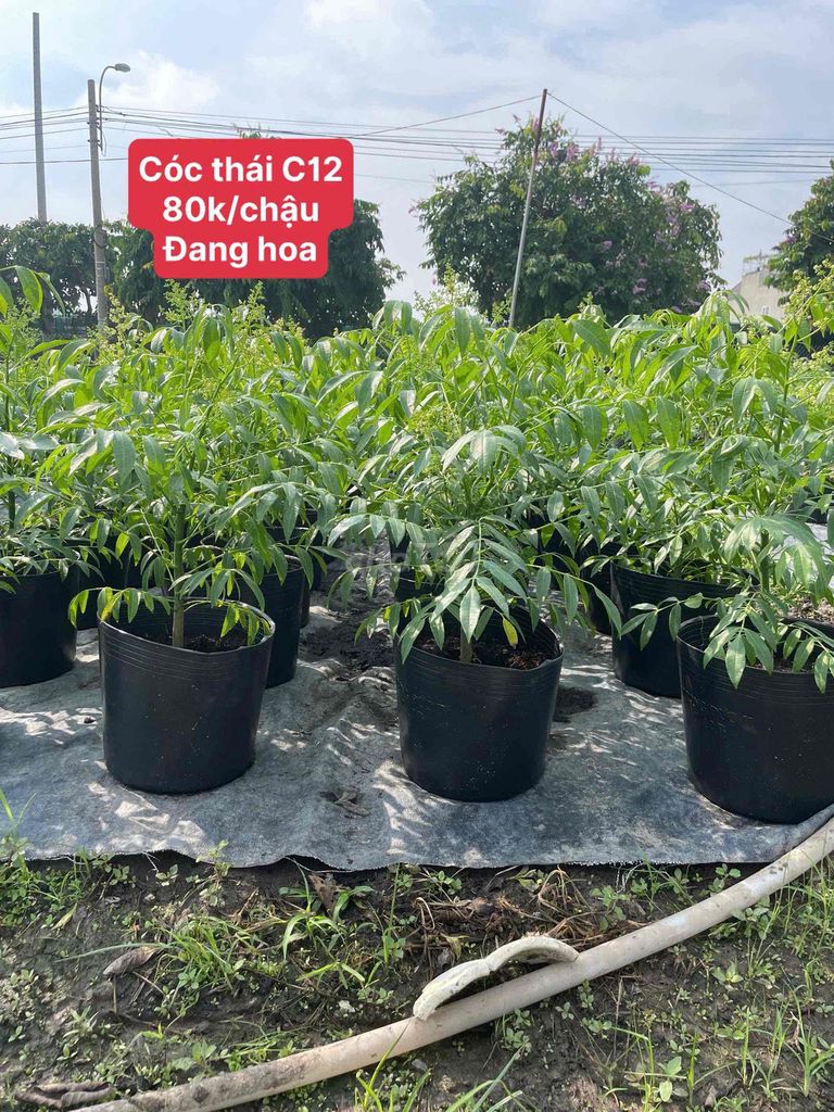 Cây ăn quả C12 đang hoa khỏe mạnh. Mua bán Cây cảnh, đồ trang trí tại Huyện Hóc Môn Tp Hồ Chí Minh được đăng bởi Hoàng Bảo Kinz hình 1