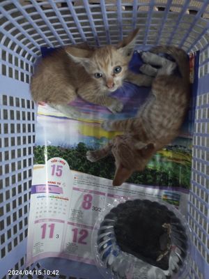 Cần cho tặng 2 bé mèo báo màu vàng