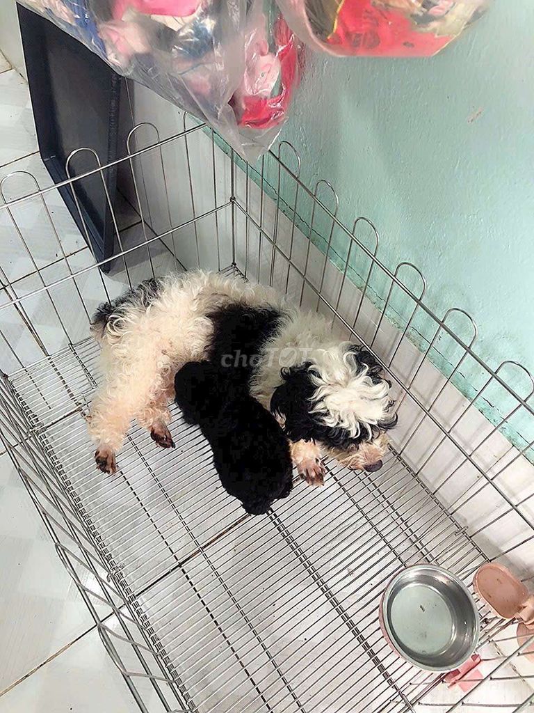Chó Poodle Đen trắng. Mua bán Chó tại Thành phố Dĩ An Bình Dương được đăng bởi Pet shop dĩ an hình 1