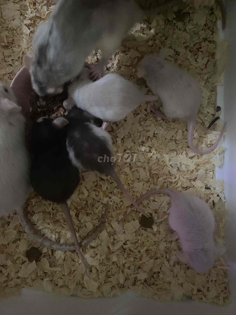Chuột Dumbo Rat 1 tháng tuổi. Mua bán Thú cưng khác tại Huyện Mê Linh Hà Nội được đăng bởi Ng Thanh hình 1