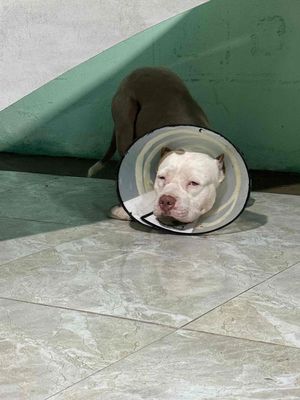 Phối giống bully Pitbull. Mua bán Phụ kiện, Thức ăn, Dịch vụ tại Huyện Củ Chi Tp Hồ Chí Minh được đăng bởi thiện