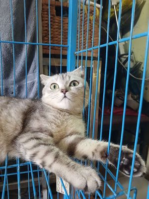 Mèo anh lông ngắn Cái 