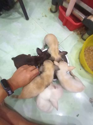 Chihuahua thuần chủng siêu mini đẹp cái đực