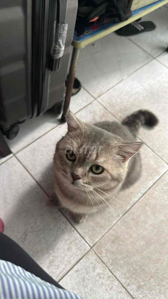 Mèo Anh lông ngắn Xám. Mua bán Mèo tại Quận Phú Nhuận Tp Hồ Chí Minh được đăng bởi Ngọc Khang hình 1