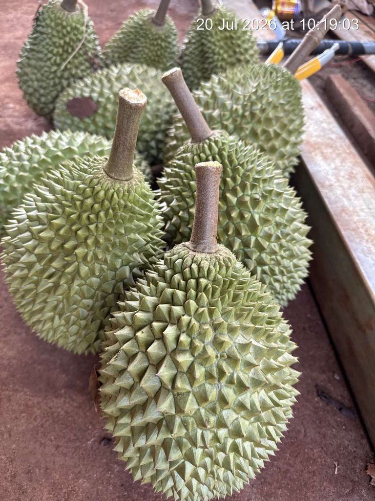 Sầu riêng Musang King chín rụng. Mua bán Đồ ăn, thực phẩm và các loại khác tại Thành phố Thuận An Bình Dương được đăng bởi nam nguyễn hình 1