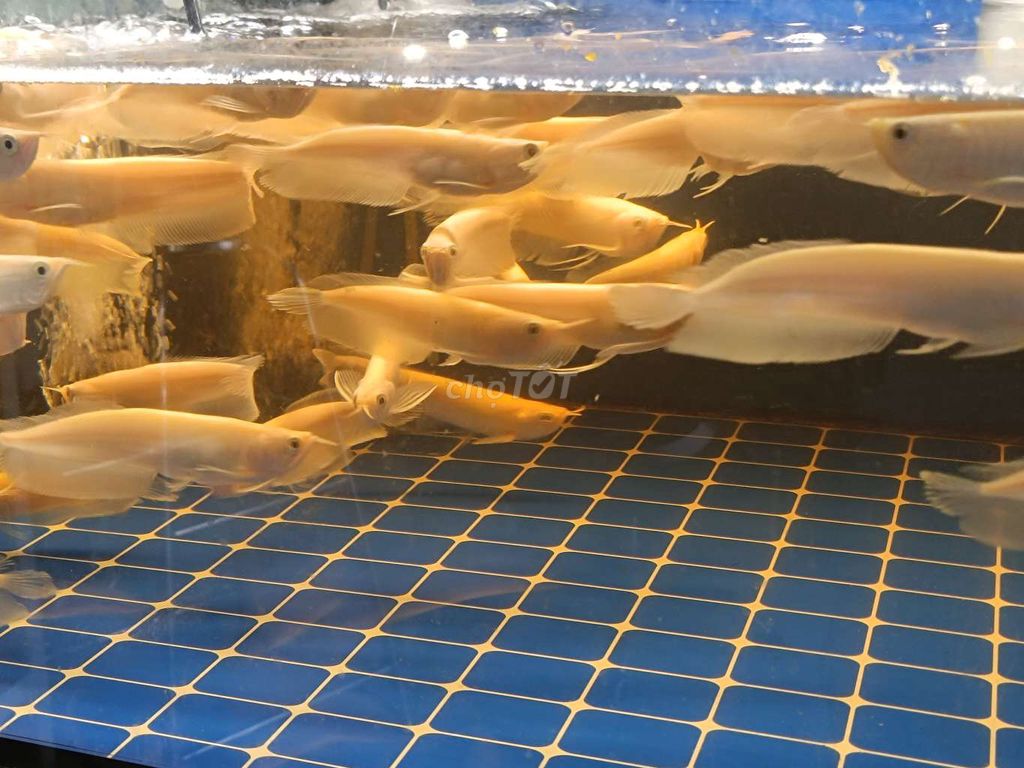 Cá Ngân long Albino 14-16cm Trắng. Mua bán Thú cưng khác tại Quận Tân Bình Tp Hồ Chí Minh được đăng bởi Dũng hình 1