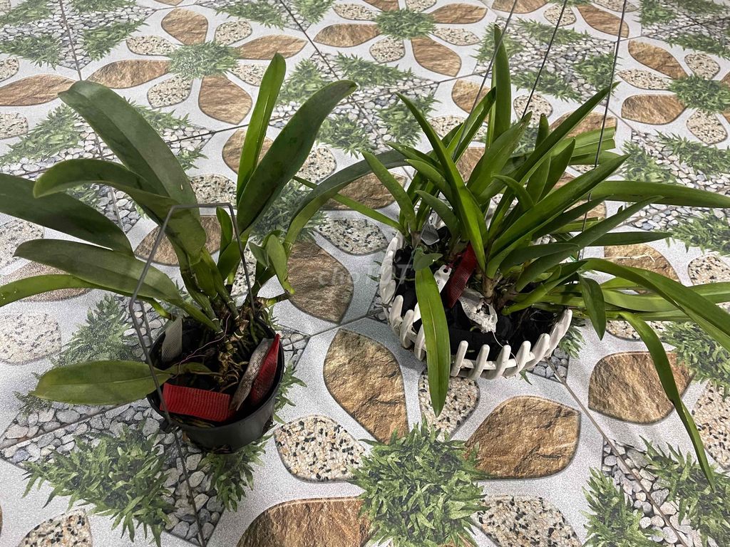 Lan Cattleya Patchara Fancy - Maikai Mayumi. Mua bán Cây cảnh, đồ trang trí tại Huyện Hóc Môn Tp Hồ Chí Minh được đăng bởi Tiến Tăng hình 1