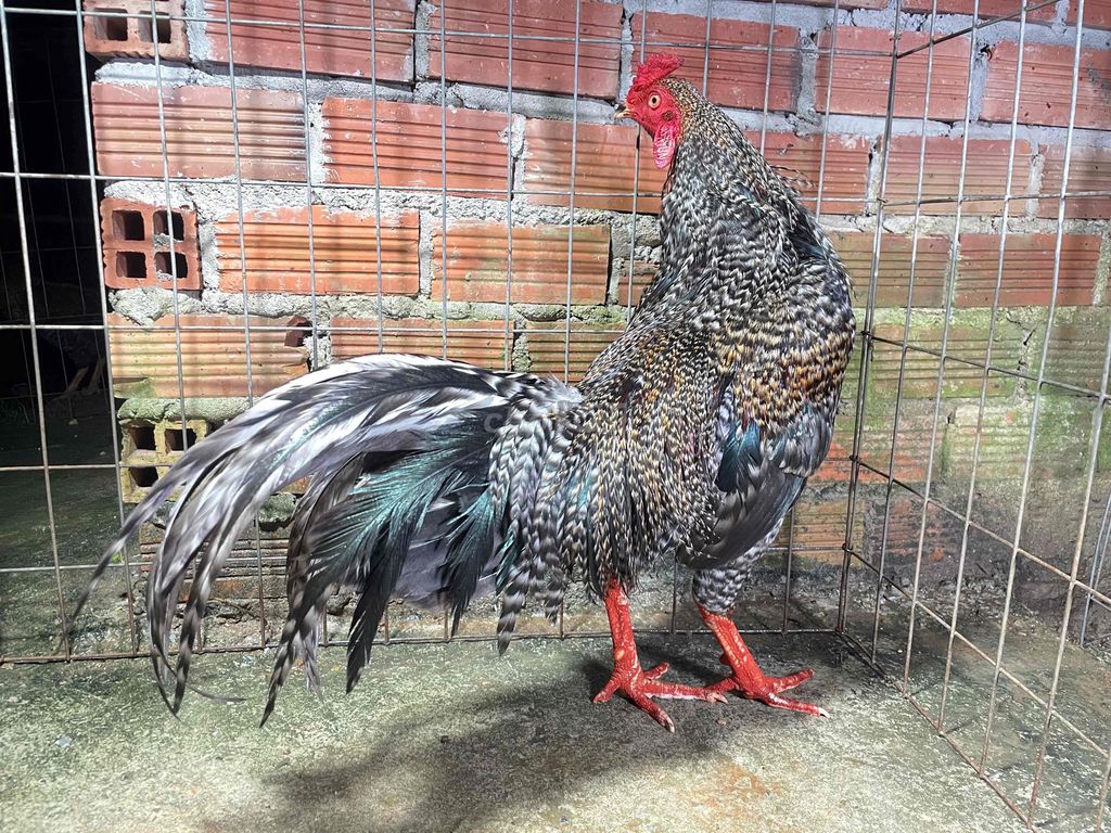 cú chân trắng điểm cựa nhật nguyệt hiện 2k9 lươnng. Mua bán Gà tại Quận Cái Răng Cần Thơ được đăng bởi Ling Gà Tuyển linggatuyen hình 1